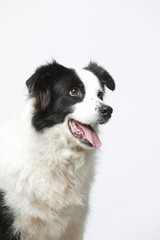 border collie makes various expressions and movements against A white background.