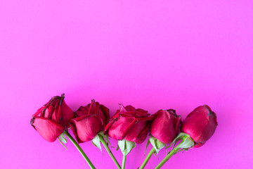 Red rose on color pink background,