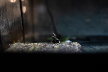 Cute small black turtle on the stone dof sharp focus space for text macro reptile jungle aquarium home pet cute