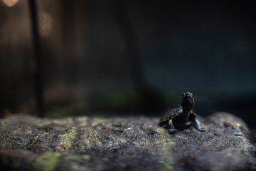 Cute small black turtle on the stone dof sharp focus space for text macro reptile jungle aquarium home pet cute