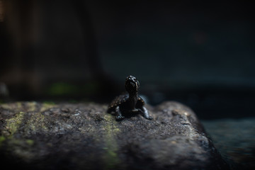 Cute small black turtle on the stone dof sharp focus space for text macro reptile jungle aquarium home pet cute