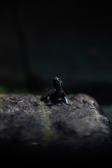 Cute small black turtle on the stone dof sharp focus space for text macro reptile jungle aquarium home pet cute