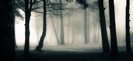 A spooky scenery of a trees. Halloween themed landscape. Foggy morning during the first snow. © dachux21
