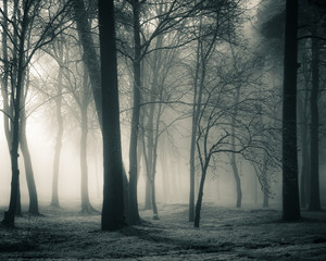 A spooky scenery of a trees. Halloween themed landscape. Foggy morning during the first snow.