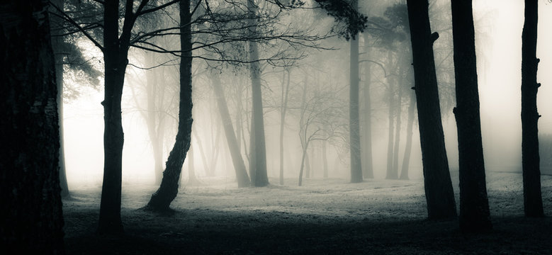 A spooky scenery of a trees. Halloween themed landscape. Foggy morning during the first snow.