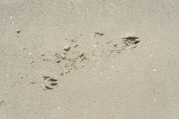 Fototapeta na wymiar Footprints of dog run on the beach.