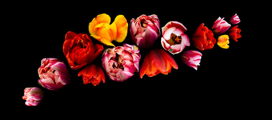Bright multicolored floral flowers fly isolated on black background. Beautiful blooming tulips, live walls, banner