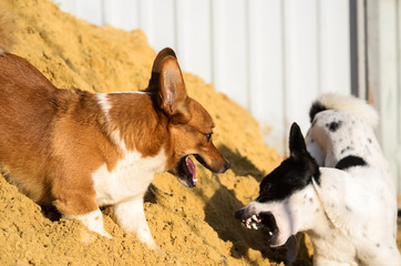 Two dogs play funny and bite, welsh corgi pembroke and basenji in the sand, the sand hit the eye