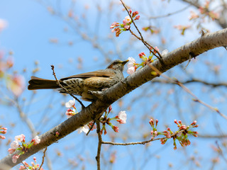 桜の木にとまる鳥