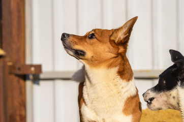 Portrait of a funny welsh corgi pembroke in the backyard of whom they want to bite, meme photo