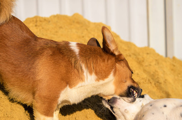 Welsh Corgi Pembroke bites another dog, funny meme photo