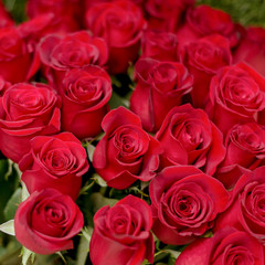 Natural red roses background. Postcard for a holiday. Valentine's day. Mother's Day! Holidays concept.