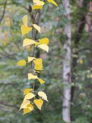 Obraz premium Branch with yellow leafs of a birch tree in autumn
