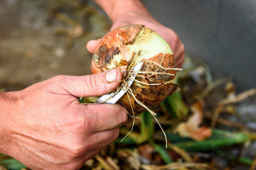  Harvesting onions and peeling on storage.