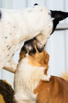 A cute photo of two dogs, welsh corgi and basenji who kiss and make a boop