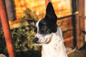 Emotion portrait of a basenji dog in the backyard on a sunny day