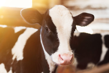 calf on the farm. Inside the farm is a cute baby cow. A lot of hay - obrazy, fototapety, plakaty