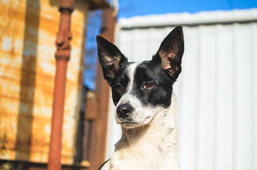 Portrait of a basenji dog in the backyard on a sunny day