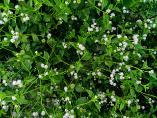 Nature view of Ageratum conyzoides plants for background and wallpaper. Natural green plants landscape with beautiful white flowers