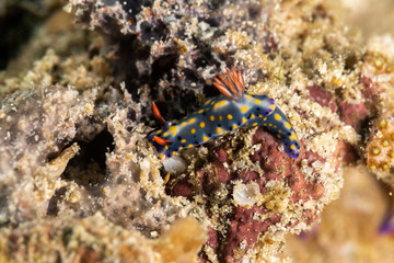 The most beautiful underwater snails of the Indian and Pacific Ocean