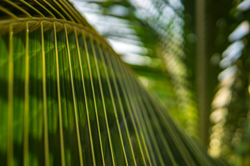 close up of coconut palm leaf, tropical trees concept