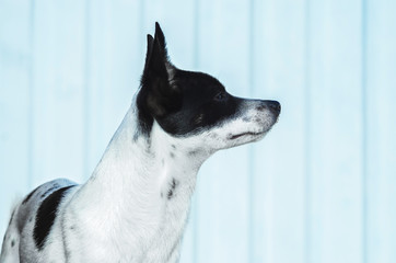 Minimalistic photo of a dog on a pale blue background, basenji in profile