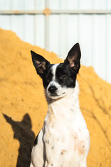 Basenji dog in the backyard on a background of sand and a fence, portrait photo