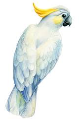 white cockatoo, parrot on an isolated white background, watercolor drawing, clipart tropical birds