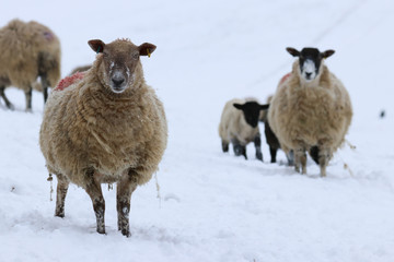 Inquisitive sheep softly focused in the background against bright white snow