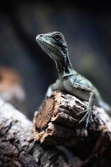 Green lizard long tail standing on a piece of wood dof sharp focus space for text macro reptile jungle aquarium home pet