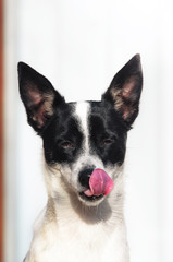 Stylish and minimalistic photo of a basenji dog with tongue, portrait on a simple background