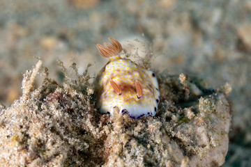 The most beautiful underwater snails of the Indian and Pacific Ocean