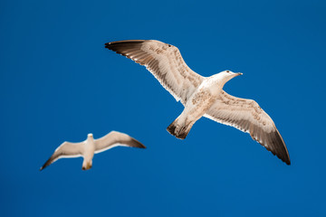 wedding dress invitation ring flower