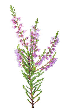 pink blossoming heather one branch on white