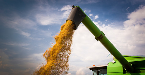 Combine transferring soybeans after harvest