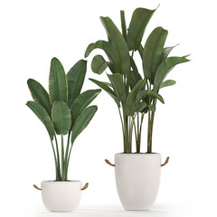 tropical plants banana in a white pot 