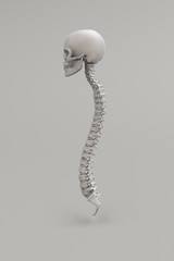 Anatomical illustration over a light background. Skull and spine. 3D render.