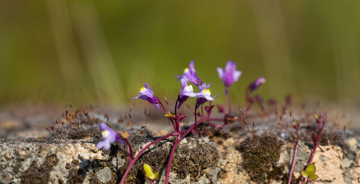 Purple ivy leaved toadflax flowers growing over a mossy stone wall against a soft focus background