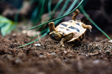 turtle turn over turtle on grass floor dramatic struggle dof sharp focus space for text macro reptile jungle aquarium home pet cute