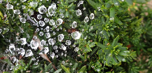 wassertropfen spinnennetz