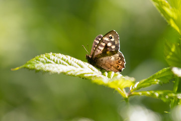 a speckled wood butterfly sitting cautiously on a bramble leaf