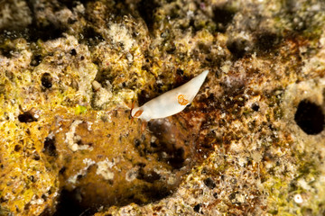The most beautiful underwater snails of the Indian and Pacific Ocean