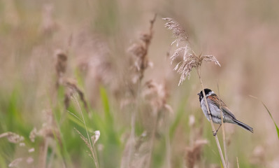 a reed bunting sitting on the top of a flowering reed stem looking out across a soft focus background of reeds