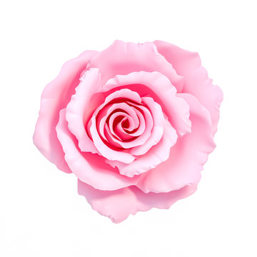 Pink rose flower isolated on white background 3d rendering, top view. 3D illustration sweet love and Valentines Day greeting card template minimal concept.