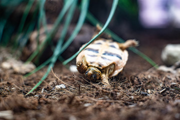 turtle turn over turtle on grass floor dramatic struggle dof sharp focus space for text macro reptile jungle aquarium home pet cute