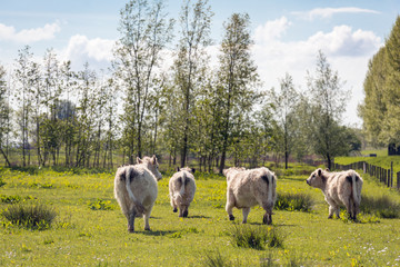 Obraz na płótnie Canvas White Galloway cattle turn their backs on the photographer