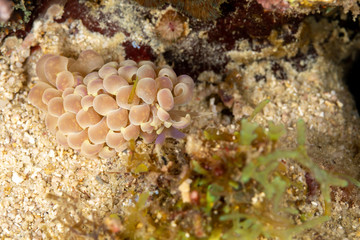 The most beautiful underwater snails of the Indian and Pacific Ocean