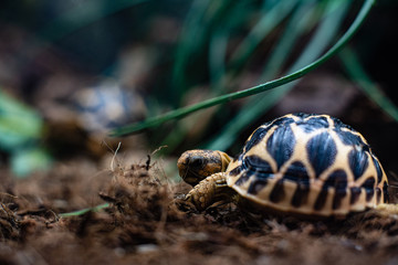 Young turtle eating fresh vegetable dof sharp focus space for text macro reptile jungle aquarium home pet cute