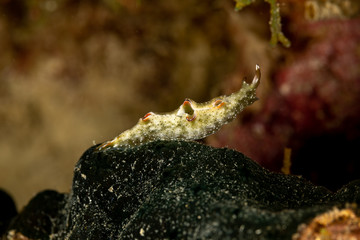 The most beautiful underwater snails of the Indian and Pacific Ocean