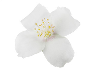 Fototapeta na wymiar light pink isolated jasmine single bloom
